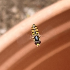 Simosyrphus grandicornis at Cook, ACT - suppressed