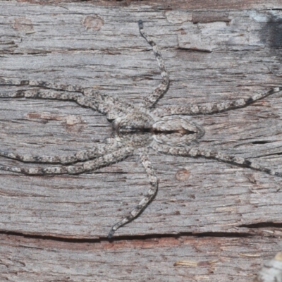 Pediana sp. (genus) (A huntsman spider) at Bruce, ACT - 10 Feb 2021 by Harrisi