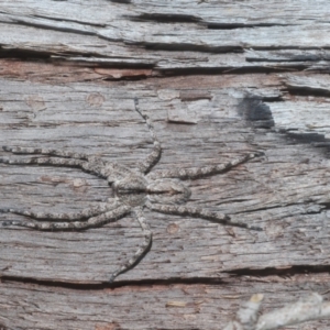 Pediana sp. (genus) at Bruce, ACT - 10 Feb 2021 05:33 PM