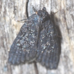 Stericta carbonalis (Charcoal Pyralid) at Black Mountain - 10 Feb 2021 by Harrisi