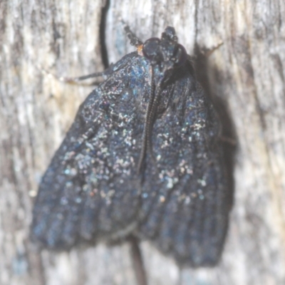 Stericta carbonalis (Charcoal Pyralid) at Black Mountain - 10 Feb 2021 by Harrisi
