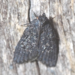 Stericta carbonalis at Downer, ACT - 10 Feb 2021 05:36 PM