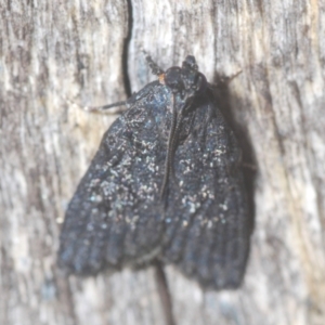 Stericta carbonalis at Downer, ACT - 10 Feb 2021 05:36 PM