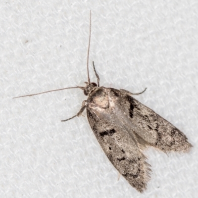 Palimmeces undescribed species nr hemiphanes (A Concealer moth) at Melba, ACT - 13 Feb 2021 by Bron
