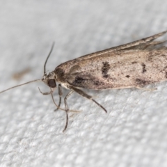 Palimmeces undescribed species nr hemiphanes at Melba, ACT - 13 Feb 2021