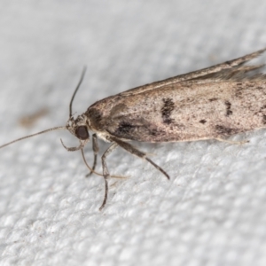 Palimmeces undescribed species nr hemiphanes at Melba, ACT - suppressed