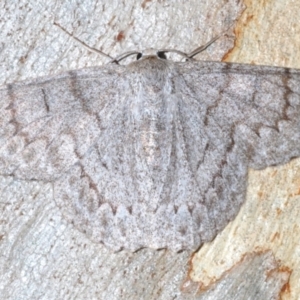 Crypsiphona ocultaria at Bruce, ACT - 11 Feb 2021 06:21 PM