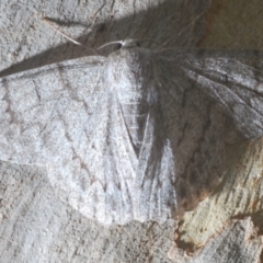 Crypsiphona ocultaria at Bruce, ACT - 11 Feb 2021 06:21 PM