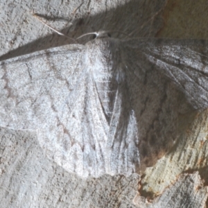 Crypsiphona ocultaria at Bruce, ACT - 11 Feb 2021 06:21 PM