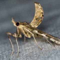 Sceliodes cordalis (Eggfruit Caterpillar, Poroporo Fruit Borer) at Melba, ACT - 13 Feb 2021 by Bron