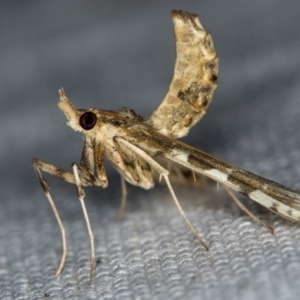 Sceliodes cordalis at Melba, ACT - 13 Feb 2021