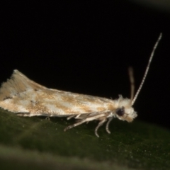 Dryadaula anthracorma (A Clothes moth (Dryadaulinae, Tineidae) at Melba, ACT - 13 Feb 2021 by Bron