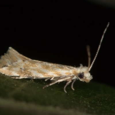 Dryadaula anthracorma (A Clothes moth (Dryadaulinae, Tineidae) at Melba, ACT - 13 Feb 2021 by Bron