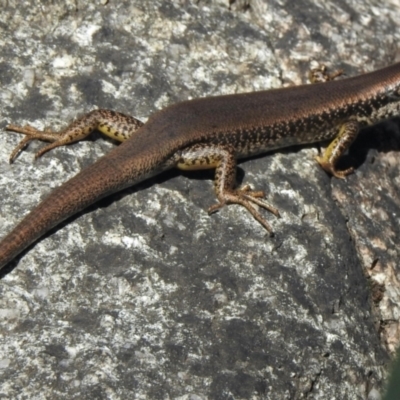 Eulamprus heatwolei (Yellow-bellied Water Skink) at Cotter River, ACT - 13 Feb 2021 by KMcCue