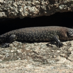 Egernia cunninghami (Cunningham's Skink) at Cotter River, ACT - 14 Feb 2021 by KMcCue