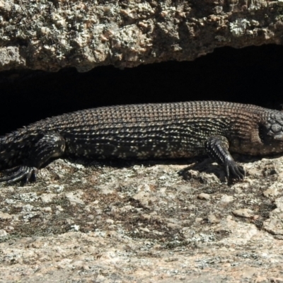 Egernia cunninghami (Cunningham's Skink) at Namadgi National Park - 13 Feb 2021 by KMcCue