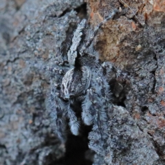 Clynotis severus (Stern Jumping Spider) at O'Connor, ACT - 7 Feb 2021 by ConBoekel