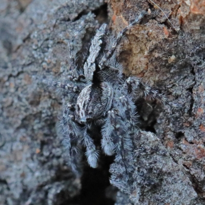 Clynotis severus (Stern Jumping Spider) at Dryandra St Woodland - 7 Feb 2021 by ConBoekel