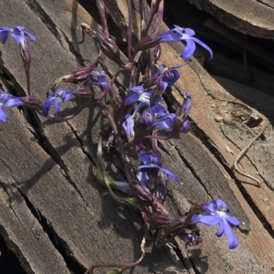 Lobelia dentata/gibbosa (Lobelia dentata or gibbosa) at Namadgi National Park - 14 Feb 2021 by KMcCue