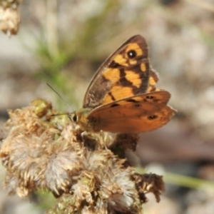 Heteronympha penelope at Tennent, ACT - 14 Feb 2021