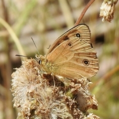Heteronympha penelope at Tennent, ACT - 14 Feb 2021