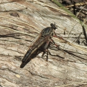 Bathypogon sp. (genus) at Tennent, ACT - 14 Feb 2021 11:35 AM