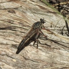 Bathypogon sp. (genus) (A robber fly) at Tennent, ACT - 14 Feb 2021 by KMcCue