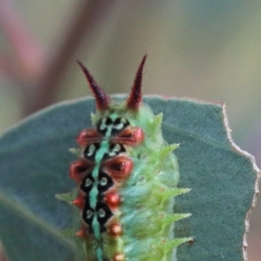 Doratifera quadriguttata and casta (Four-spotted Cup Moth) at Dryandra St Woodland - 13 Feb 2021 by ConBoekel