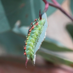 Doratifera quadriguttata and casta at Acton, ACT - 13 Feb 2021