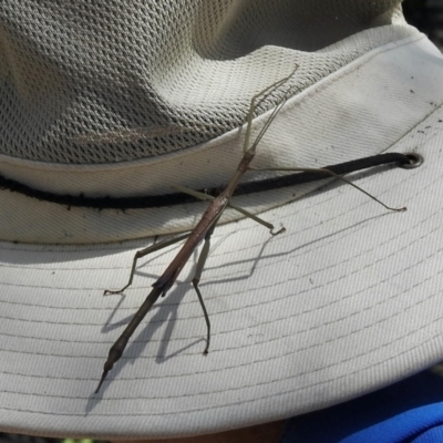 Didymuria violescens (Spur-legged stick insect) at Paddys River, ACT - 14 Feb 2021 by KMcCue