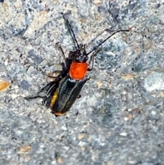 Chauliognathus tricolor (Tricolor soldier beetle) at Majura, ACT - 15 Feb 2021 by FeralGhostbat