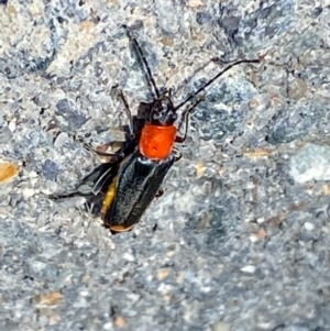 Chauliognathus tricolor at Majura, ACT - 15 Feb 2021 07:45 AM