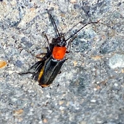 Chauliognathus tricolor (Tricolor soldier beetle) at Majura, ACT - 14 Feb 2021 by Ghostbat