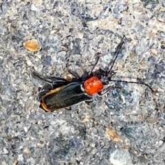 Chauliognathus tricolor at Majura, ACT - 15 Feb 2021 07:45 AM