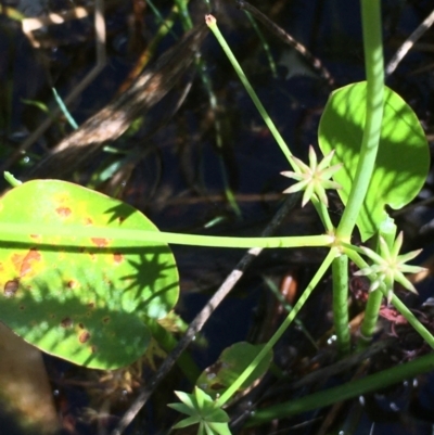 Damasonium minus (Starfruit) at Breadalbane, NSW - 14 Feb 2021 by JaneR