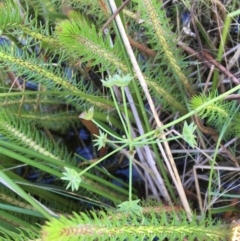 Damasonium minus at Breadalbane, NSW - 14 Feb 2021