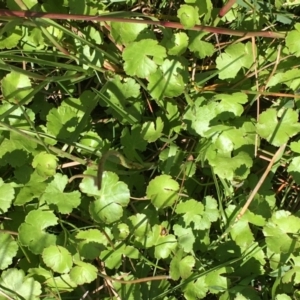 Hydrocotyle sibthorpioides at Breadalbane, NSW - 14 Feb 2021