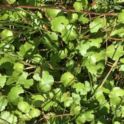 Hydrocotyle sibthorpioides (A Pennywort) at Breadalbane, NSW - 14 Feb 2021 by JaneR