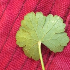 Hydrocotyle sibthorpioides at Breadalbane, NSW - 14 Feb 2021