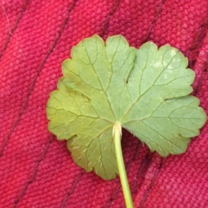 Hydrocotyle sibthorpioides at Breadalbane, NSW - 14 Feb 2021