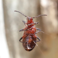 Lagriini sp. (tribe) (Unidentified lagriine darkling beetle) at O'Connor, ACT - 7 Feb 2021 by ConBoekel