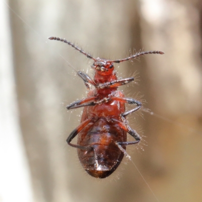 Lagriini sp. (tribe) (Unidentified lagriine darkling beetle) at Dryandra St Woodland - 7 Feb 2021 by ConBoekel