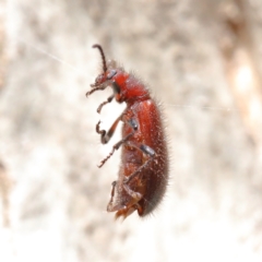 Lagriini sp. (tribe) at O'Connor, ACT - 7 Feb 2021 02:37 PM