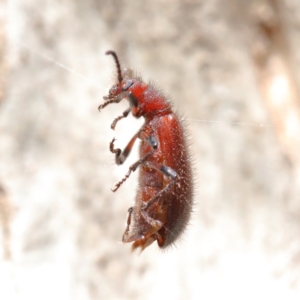 Lagriini sp. (tribe) at O'Connor, ACT - 7 Feb 2021 02:37 PM