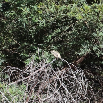 Pyrrholaemus sagittatus (Speckled Warbler) at Dryandra St Woodland - 6 Feb 2021 by ConBoekel