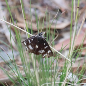 Cruria sp. (genus) at Bonner, ACT - 10 Feb 2021