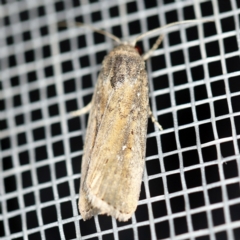 Athetis tenuis (Plain Tenuis Moth) at O'Connor, ACT - 30 Jan 2021 by ibaird