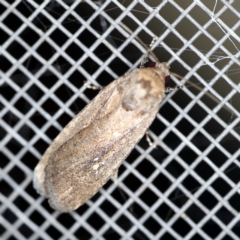 Athetis tenuis (Plain Tenuis Moth) at O'Connor, ACT - 7 Feb 2021 by ibaird