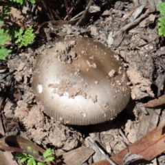 Amanita sp. (Amanita sp.) at Dryandra St Woodland - 13 Feb 2021 by ConBoekel