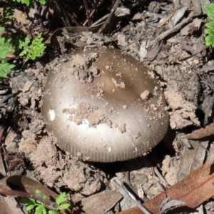 Amanita sp. at O'Connor, ACT - 13 Feb 2021